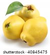quince clipart