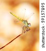 Colorful+dragonfly+clipart