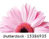 Gerber+daisies+clip+art