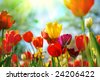 stock photo : Beautiful spring flowers