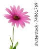 Pink+daisy+flower+clip+art