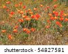 Antelope+valley+california+poppy+reserve+2011