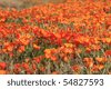 Antelope+valley+california+poppy+reserve