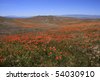 Antelope+valley+california+poppy+reserve+2011