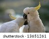 Kissing+parakeets