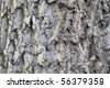 stock photo : nut tree bork