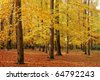 Dogwood+tree+leaves+turning+yellow