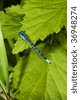 Two+dragonflies+mating