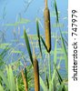 Bulrushes And Cattails