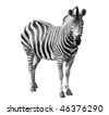stock photo : Zoo single