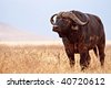 Big+buffaloes