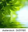 stock photo : green leaves reflecting in the water, shallow focus
