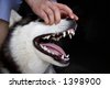 Siberian Husky Teeth