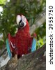 Pictures+of+macaws+in+the+rainforest