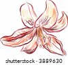 Vector Tiger Lily