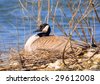 Canada+goose+egg+size