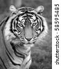 Sumatran+tiger+hunting