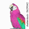 Pink Macaw