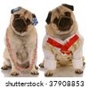 Dressed up pugs