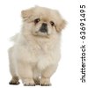 Pekingese Clipart