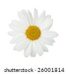 Daisy+flower+white+background