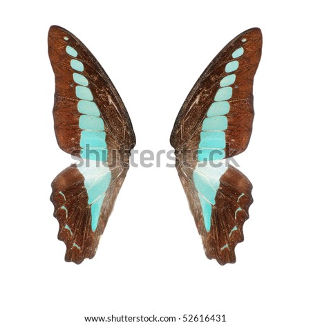 Butterfly Wing Patterns - Compare Prices, Reviews and Buy at Nextag