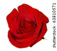 stock photo : Red rose on the white background (isolated)